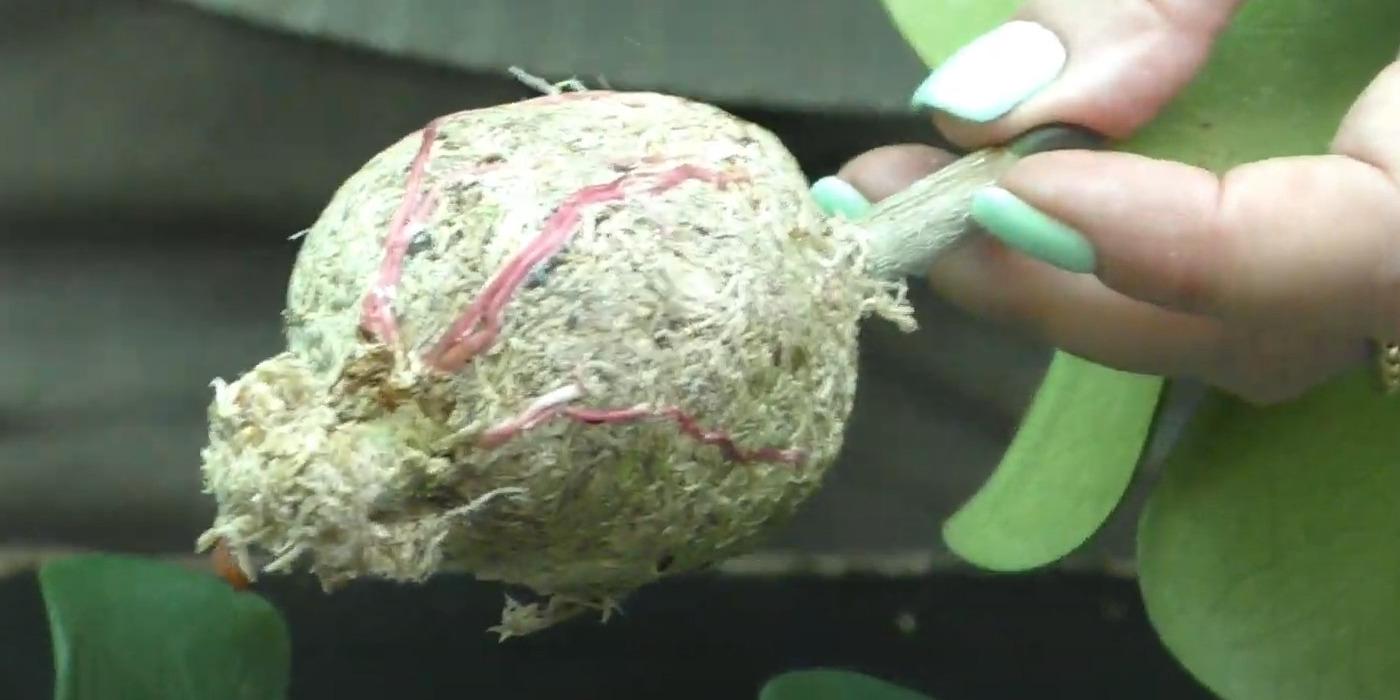 Как размножить драцену в домашних условиях: отделите отводок от стебля