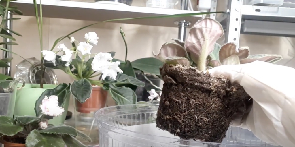 Аккуратно извлеките куст из горшка