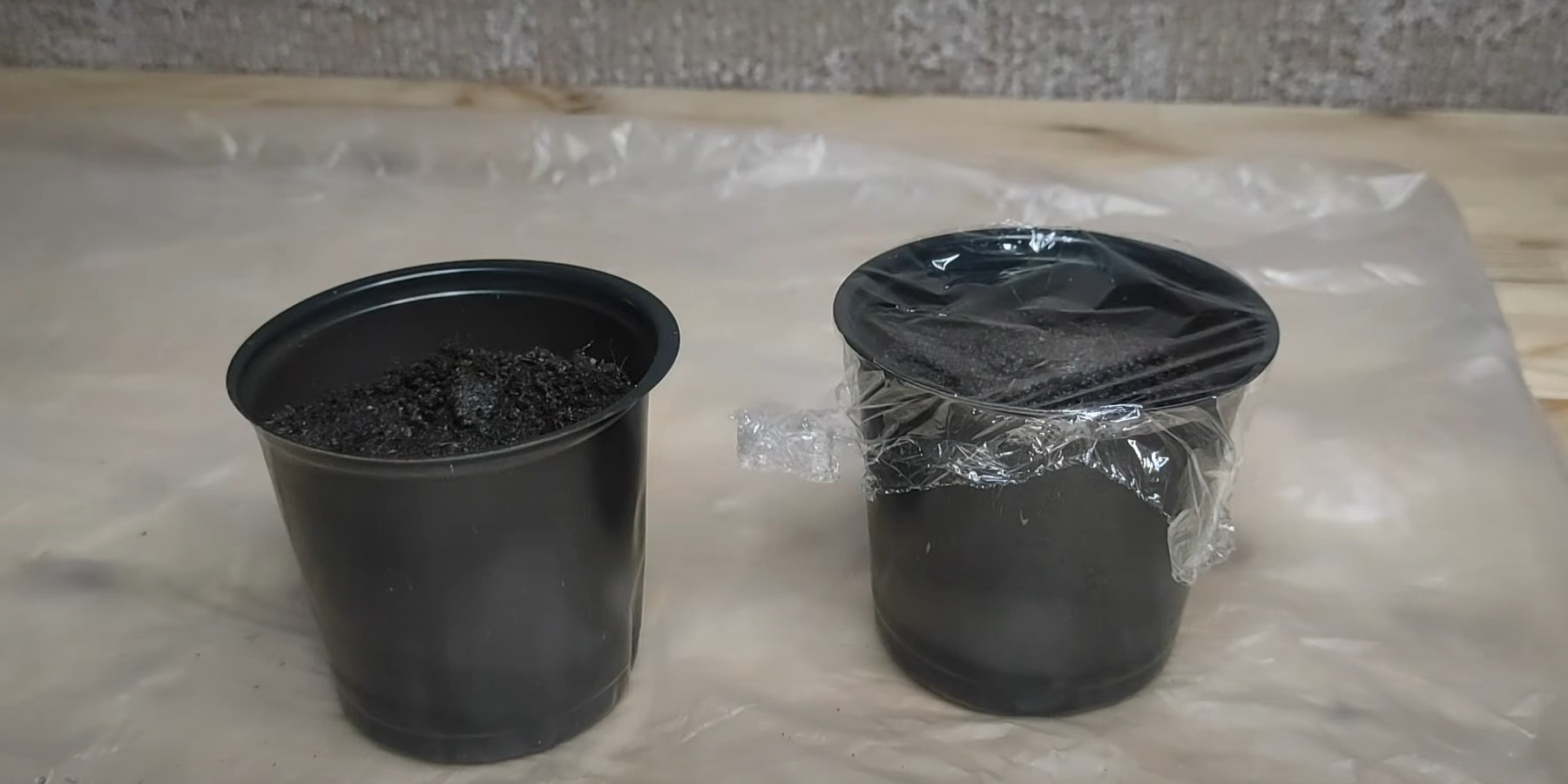 Как размножить драцену в домашних условиях: накройте посевы