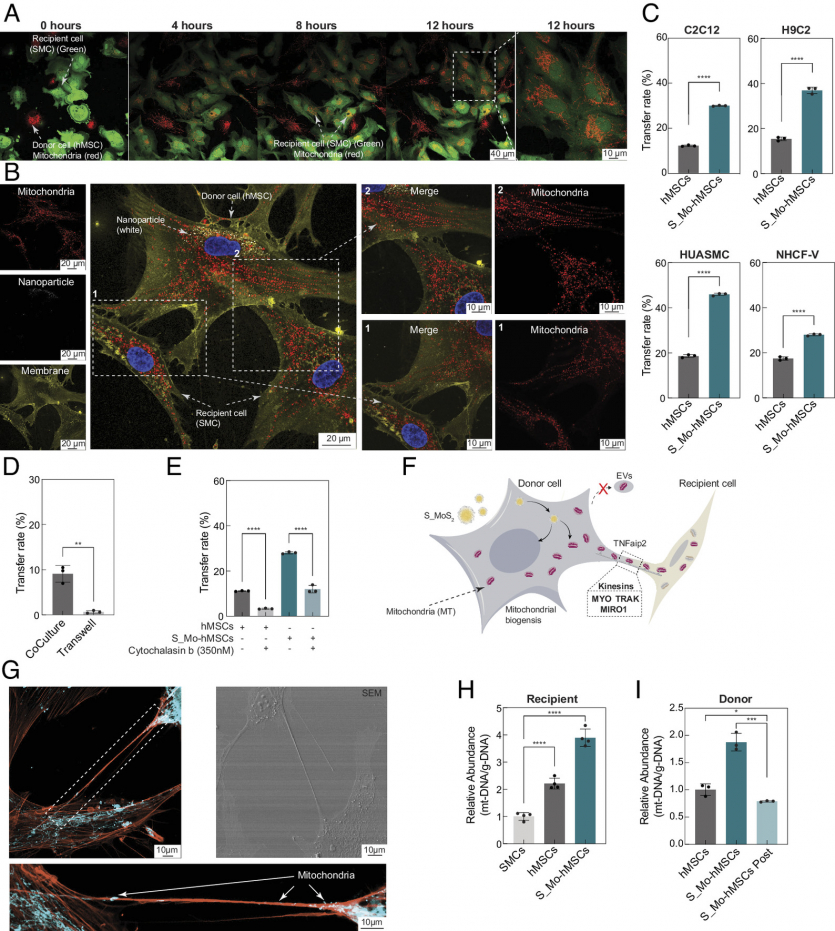 Біологи пропонують уповільнити старіння через перезарядку клітин