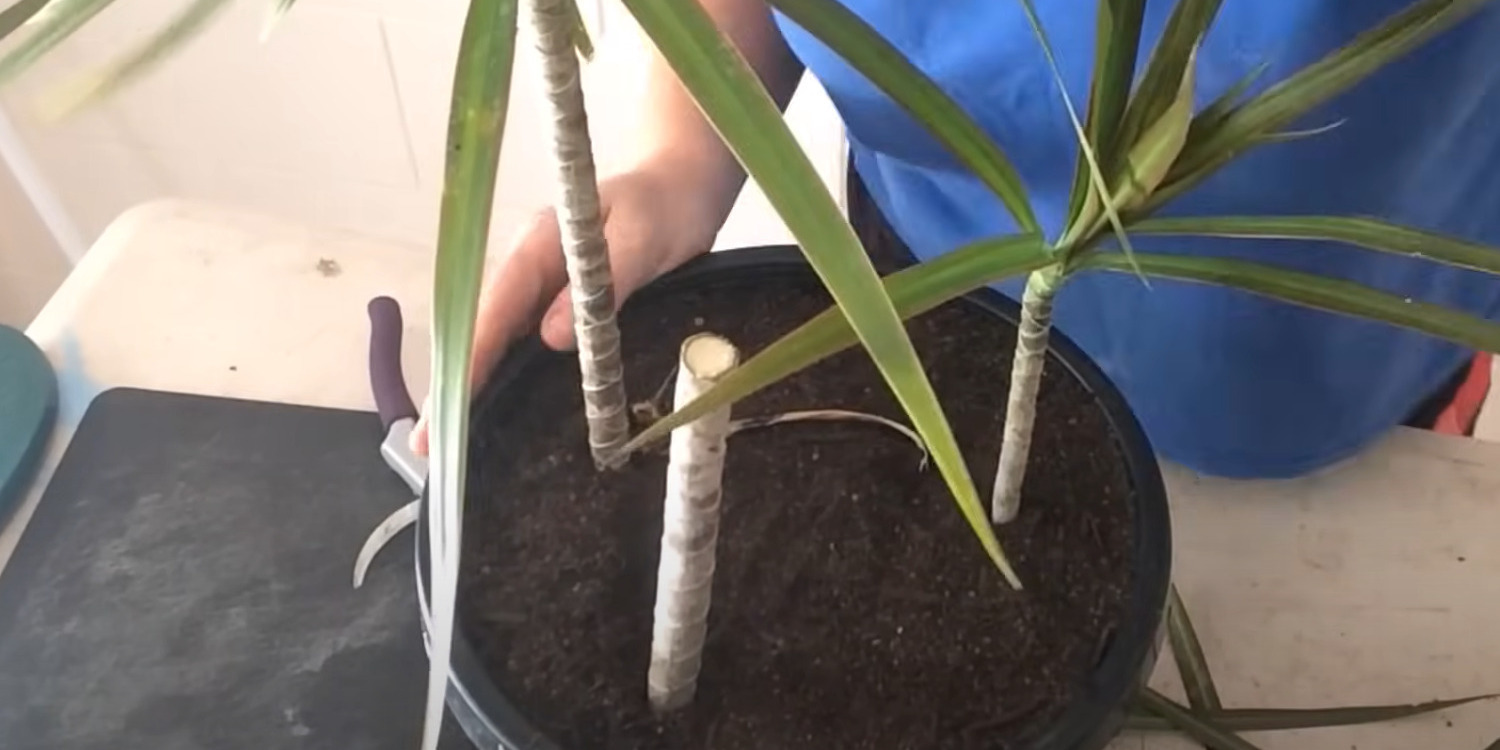 Как размножить драцену: погрузите черенок в грунт