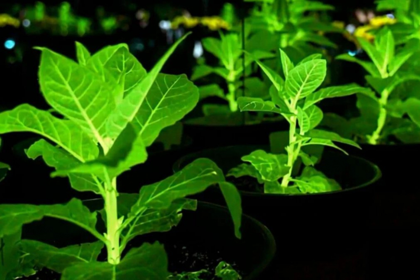 Рослини замість ліхтарів: Китай вивів біолюмінесцентні орхідеї, соняшники та хризантеми