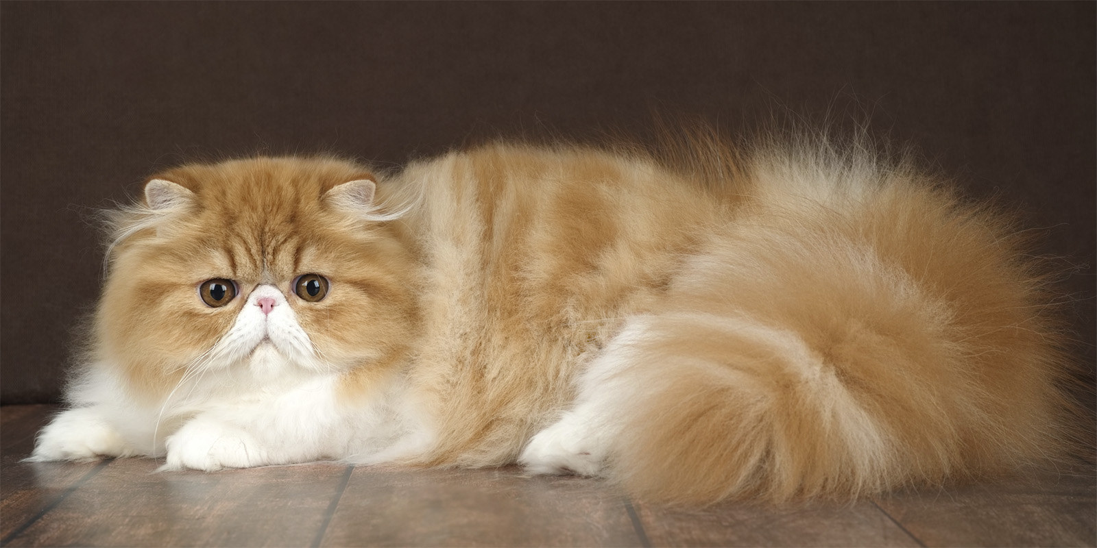 Породы кошек для детей: персидская кошка