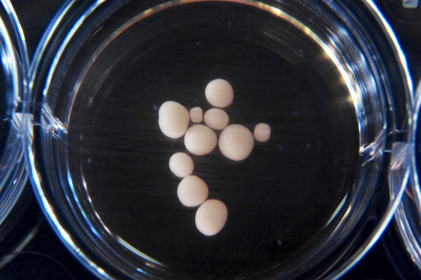 Вчені виростили міні-мозок в лабораторії, а потім він розв'язав інженерну задачу