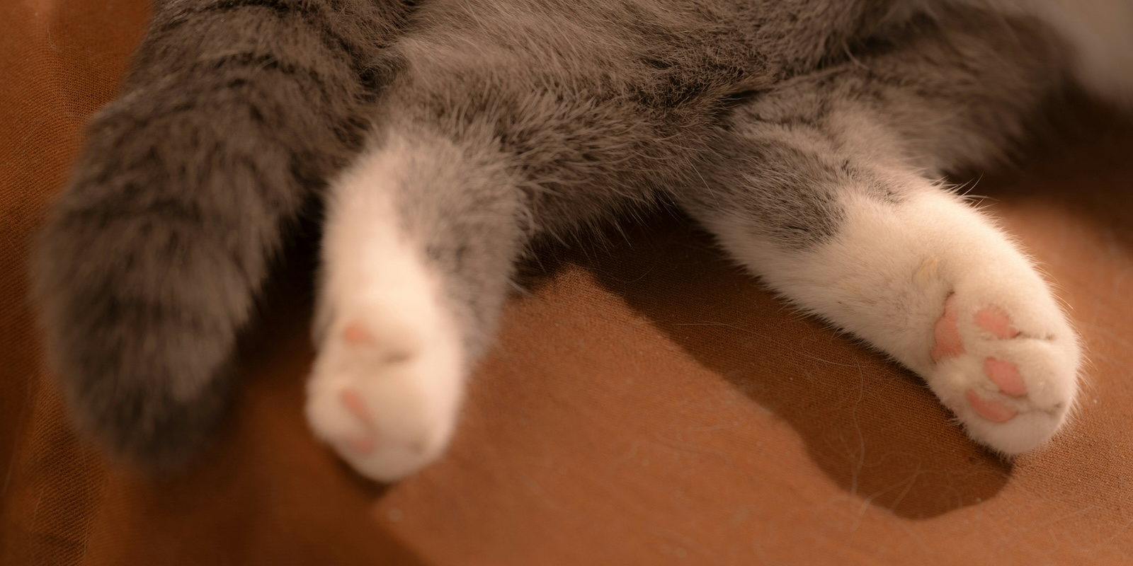 Как выглядит бирманская кошка: на лапках есть белые манжеты