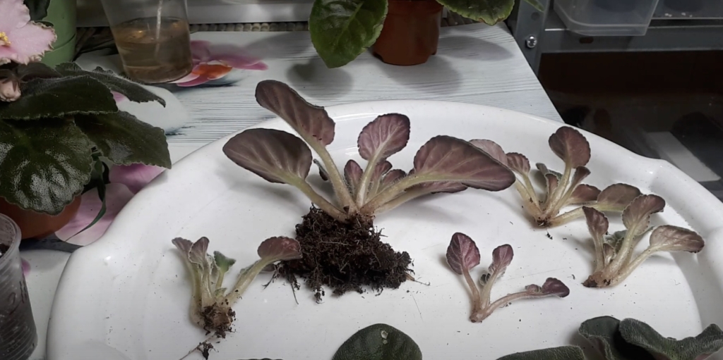 Для размножения фиалки делением куста отделите «деток»