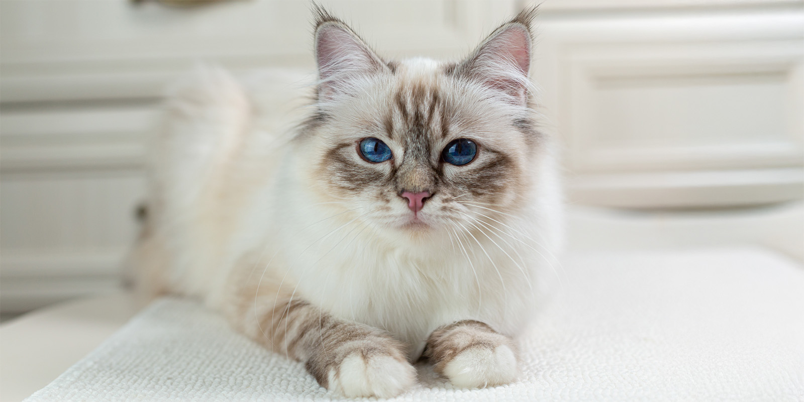 Бирманская кошка